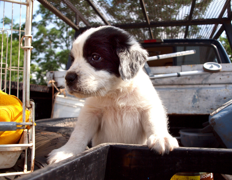 Illustration for article titled The Cutest Pups In Trucks On National Dog Day
